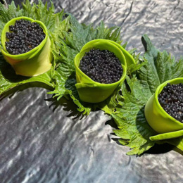 Caviar noir